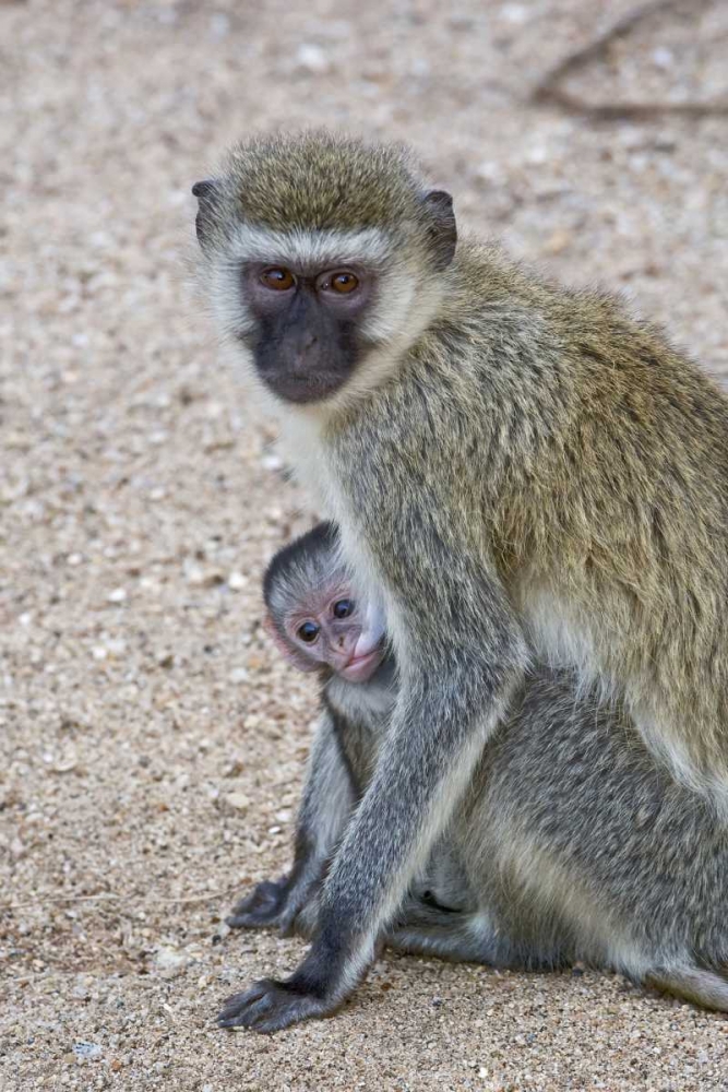 Tanzania, Lake Manyara Vervet monkey with baby